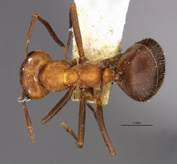 Media type: image;   Entomology 21729 Aspect: habitus dorsal view